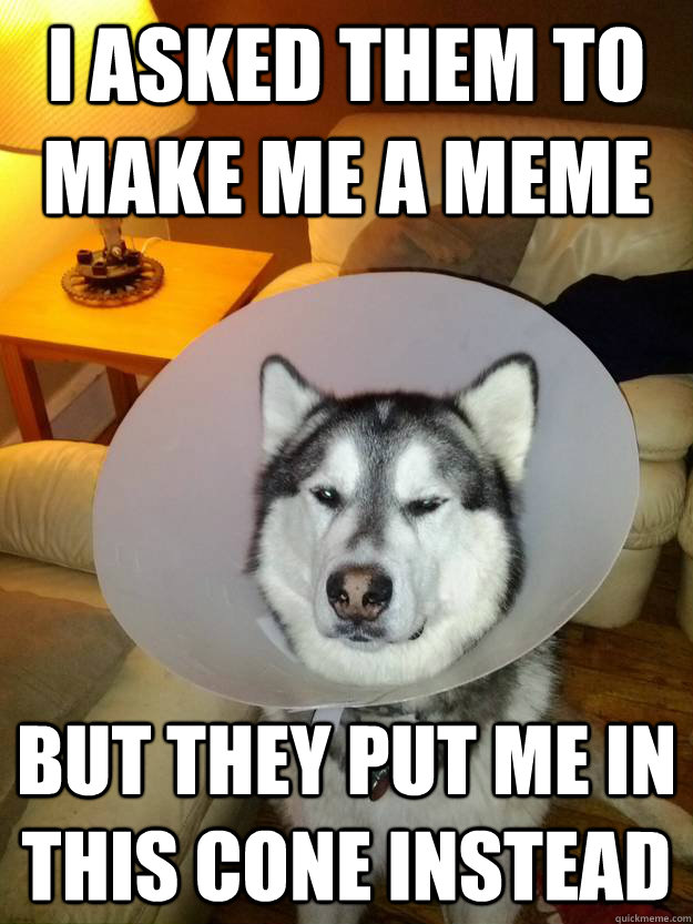 I asked them to make me a meme But they put me in this cone instead - I asked them to make me a meme But they put me in this cone instead  Disappointed Dog