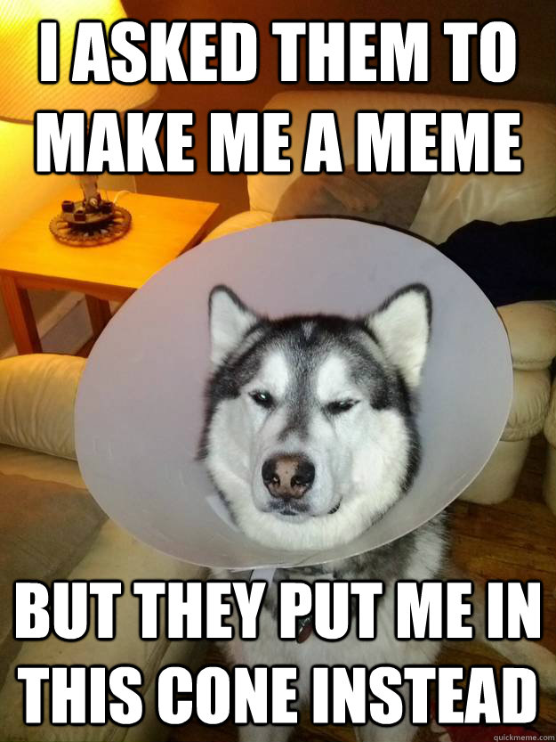 I asked them to make me a meme But they put me in this cone instead  Disappointed Dog