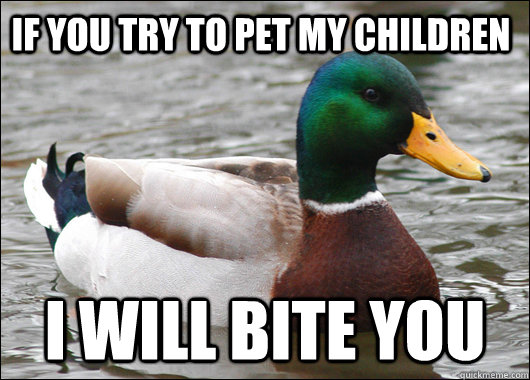 If you try to pet my children I WILL BIte you  Actual Advice Mallard