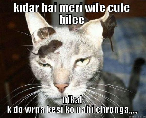 KIDAR HAI MERI WIFE CUTE BILEE NIKAL K DO WRNA KESI KO NAHI CHRONGA,,,,, Misc