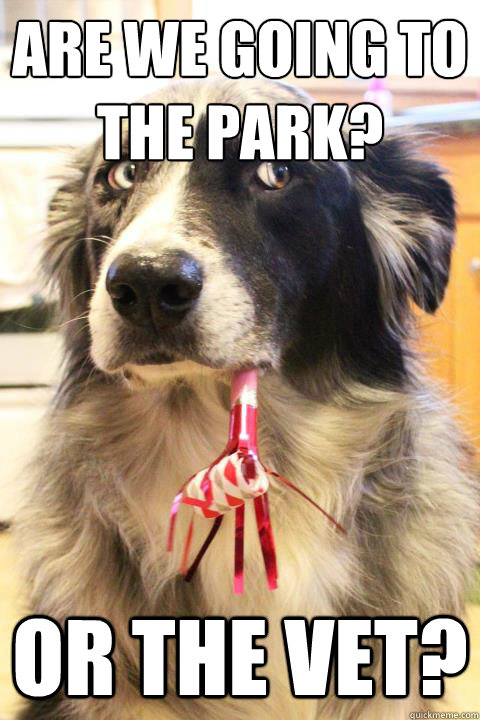 Are we going to the park? Or the Vet? - Are we going to the park? Or the Vet?  Skeptical Party Dog