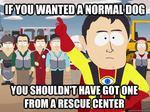 If you wanted a normal dog you shouldn't have got one from a rescue center  Captain Hindsight