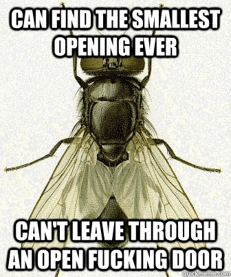 Can find the smallest opening ever can't leave through an open fucking door - Can find the smallest opening ever can't leave through an open fucking door  Fly logic