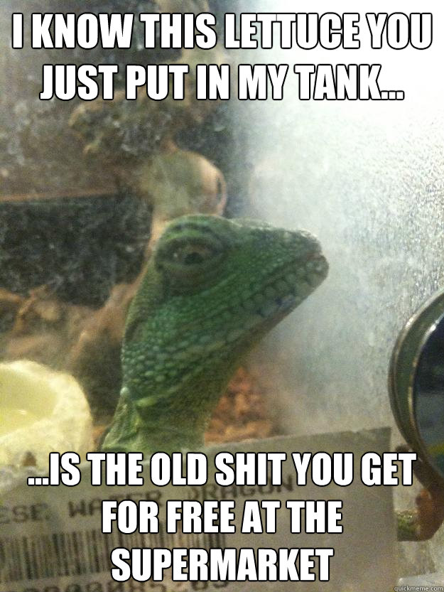 I know This lettuce you just put in my tank... ...is the old shit you get for free at the supermarket  Leery Lizard