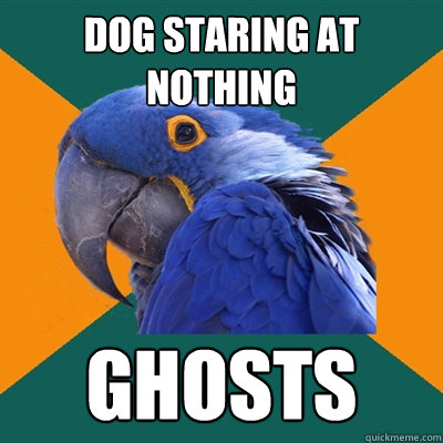 Dog staring at nothing Ghosts  Paranoid Parrot