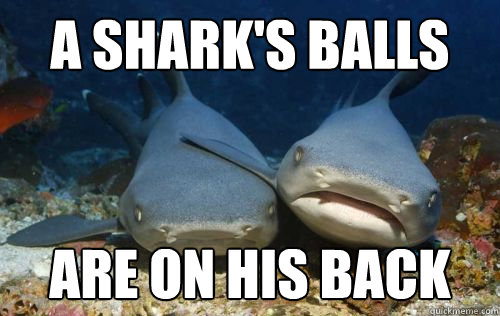 A SHARK'S BALLS ARE ON HIS BACK  Compassionate Shark Friend