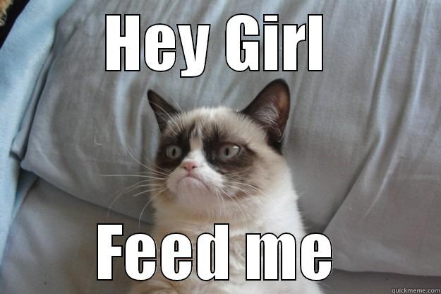 HEY GIRL FEED ME Grumpy Cat