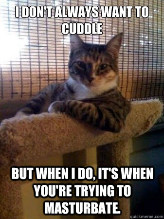 I don't always want to cuddle but when I do, it's when you're trying to masturbate.   The Most Interesting Cat in the World