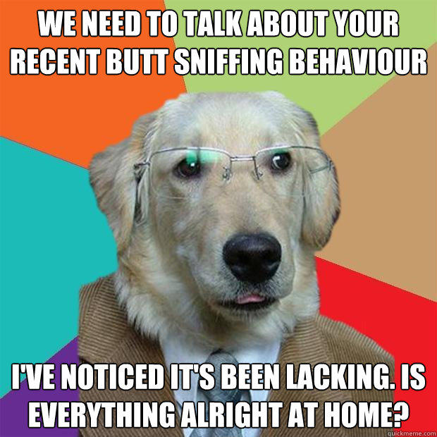 we need to talk about your recent butt sniffing behaviour I've noticed it's been lacking. is everything alright at home?  Business Dog
