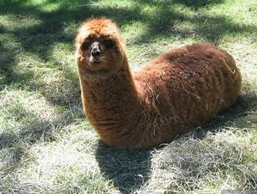    Alpacapillar