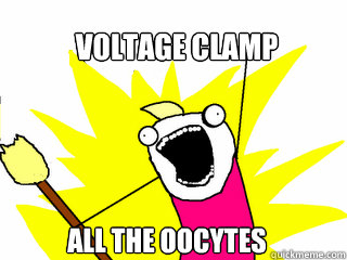 Voltage Clamp all the oocytes  All The Things