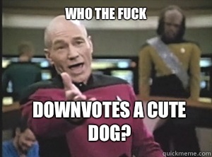 Who the fuck Downvotes a cute dog?  Annoyed Picard