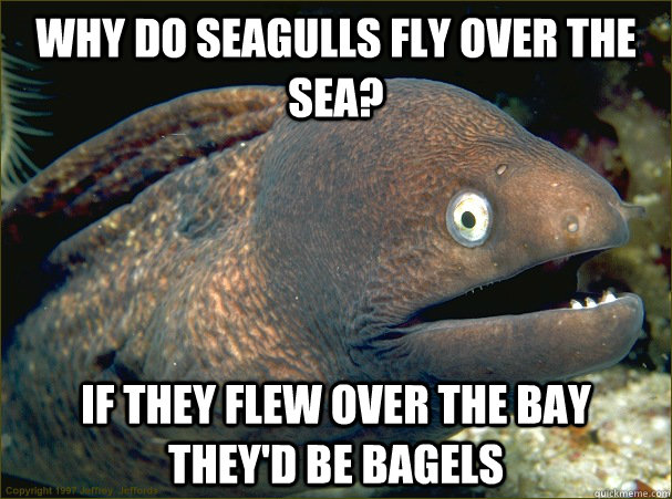 Why do seagulls fly over the sea? If they flew over the bay they'd be bagels  Bad Joke Eel