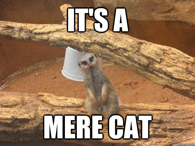 It's a Mere cat  Meerkat