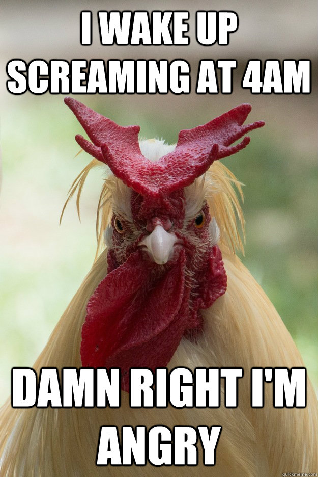 I wake up screaming at 4am damn right i'm angry - I wake up screaming at 4am damn right i'm angry  Angry Bird