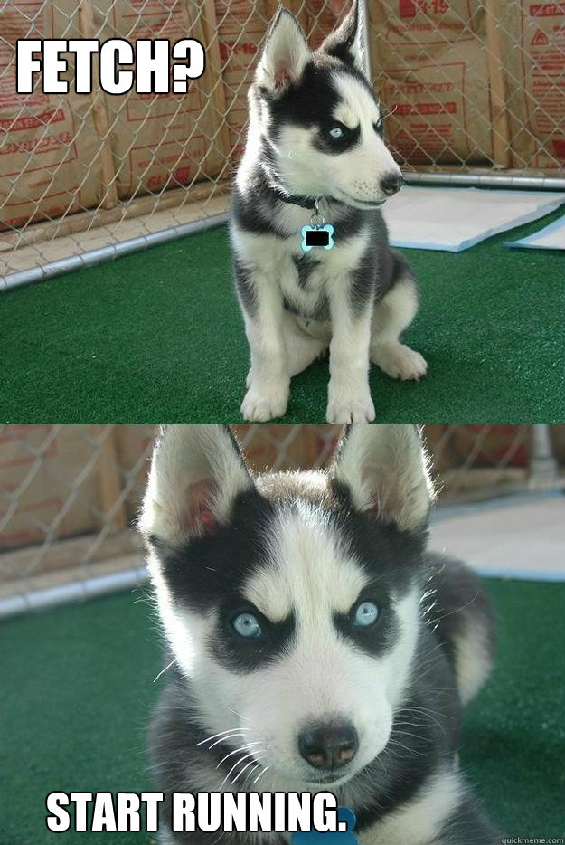 Fetch? start running.  Insanity puppy