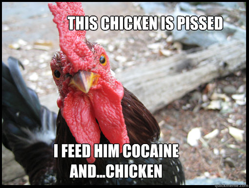 this chicken is pissed i feed him cocaine and...chicken  