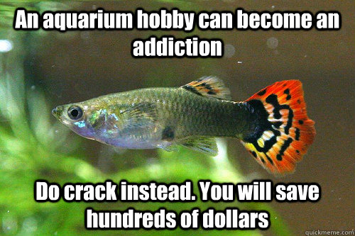 An aquarium hobby can become an addiction Do crack instead. You will save hundreds of dollars  - An aquarium hobby can become an addiction Do crack instead. You will save hundreds of dollars   Universal Truth Guppie