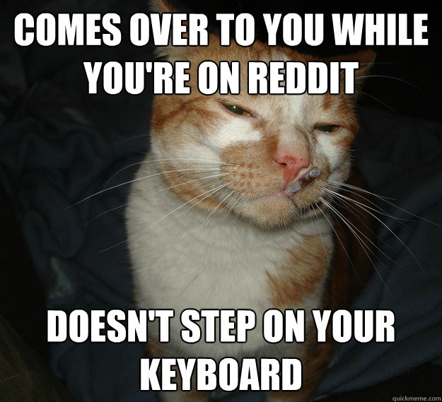 comes over to you while you're on reddit doesn't step on your keyboard  Cool Cat Craig