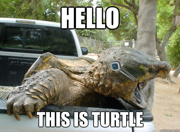 HELLO THIS IS TURTLE - HELLO THIS IS TURTLE  hello turtle