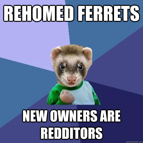 Rehomed Ferrets New owners are redditors - Rehomed Ferrets New owners are redditors  Misc