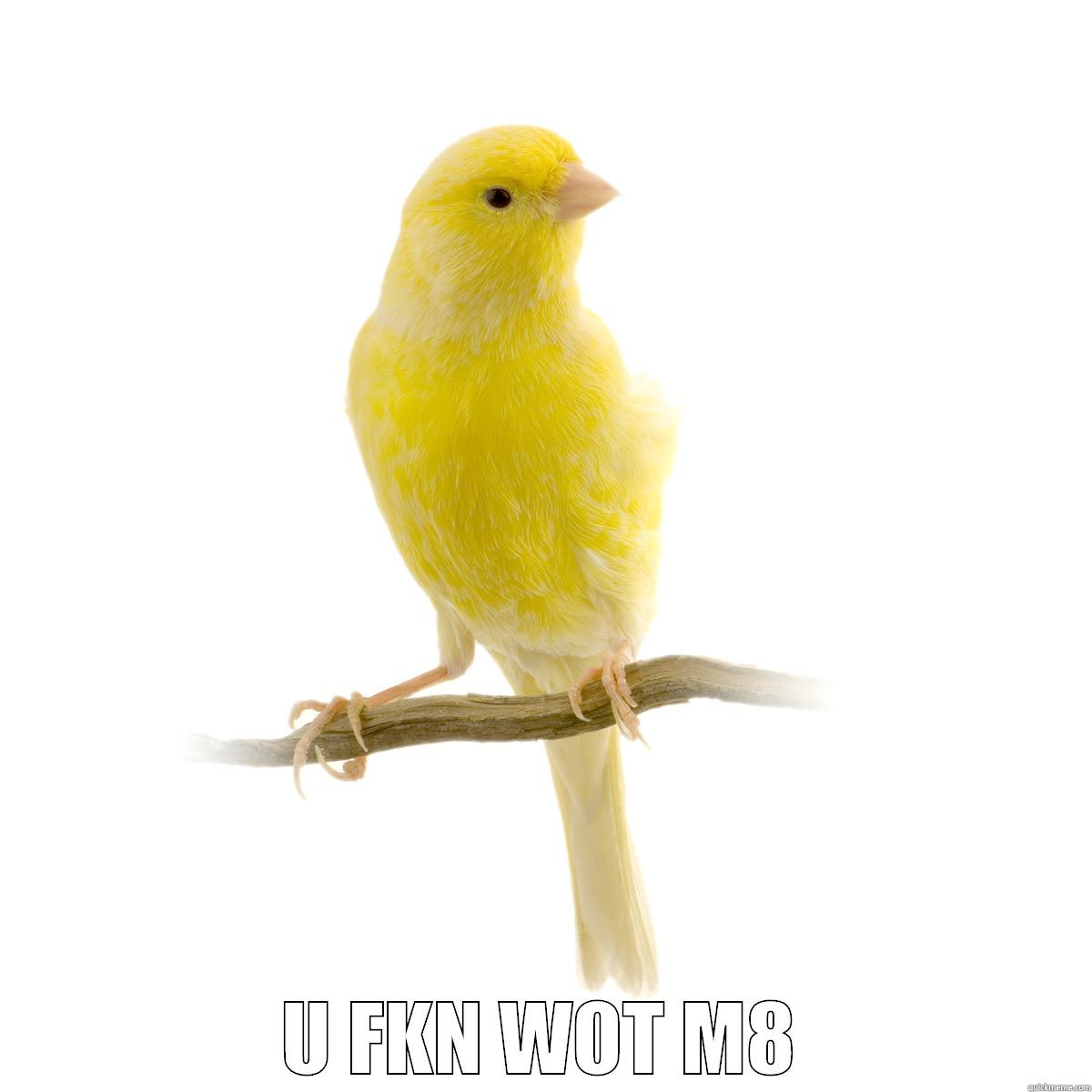 canary is med  -  U FKN WOT M8 Misc