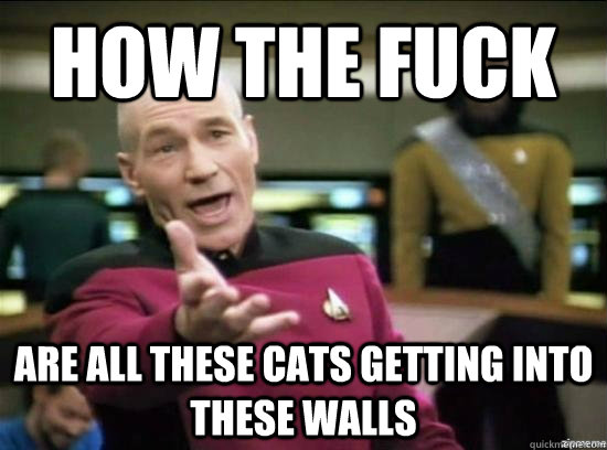 How the fuck are all these cats getting into these walls - How the fuck are all these cats getting into these walls  Annoyed Picard HD