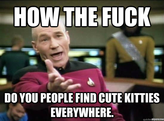 How the fuck Do you people find cute kitties everywhere.  Annoyed Picard HD