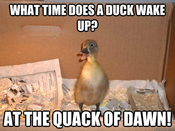 What time does a duck wake up? At the quack of dawn!  