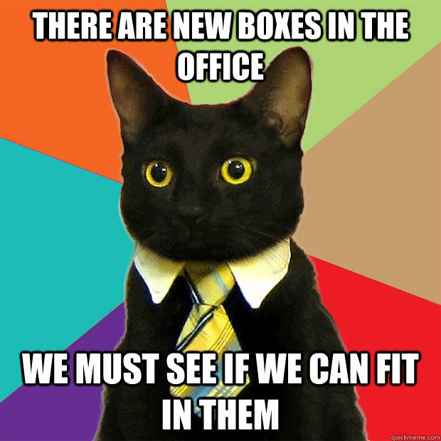 there are new boxes in the office we must see if we can fit in them - there are new boxes in the office we must see if we can fit in them  Business Cat