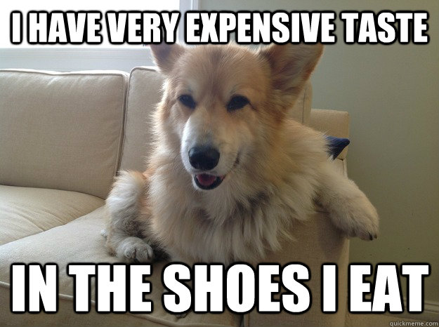 I have very expensive taste in the shoes i eat - I have very expensive taste in the shoes i eat  Bad Corgi