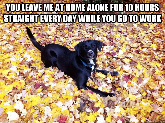 you leave me at home alone for 10 hours straight every day while you go to work   Guilt Giving Good Dog