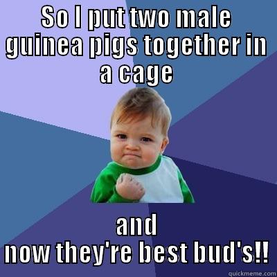 best buds - SO I PUT TWO MALE GUINEA PIGS TOGETHER IN A CAGE AND NOW THEY'RE BEST BUD'S!! Success Kid