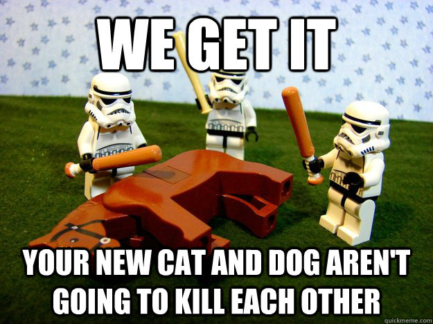 We Get It Your new cat and dog aren't  going to kill each other  Beating A Dead Horse