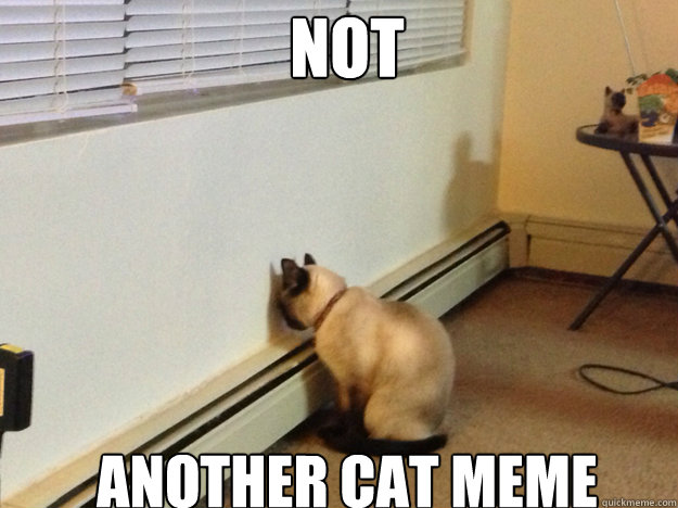 NOT ANOTHER CAT MEME  Regretful Cat