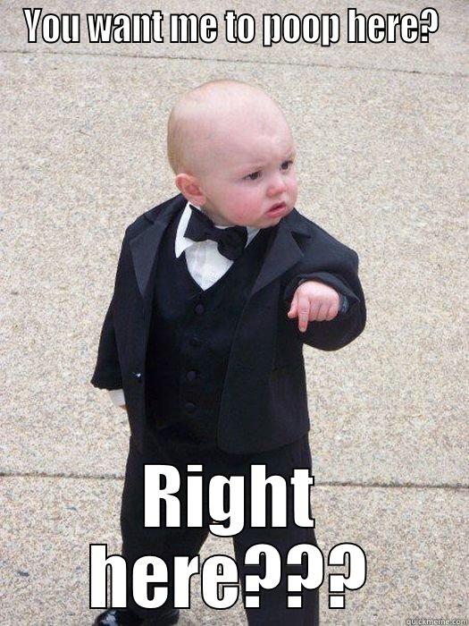 YOU WANT ME TO POOP HERE? RIGHT HERE??? Baby Godfather