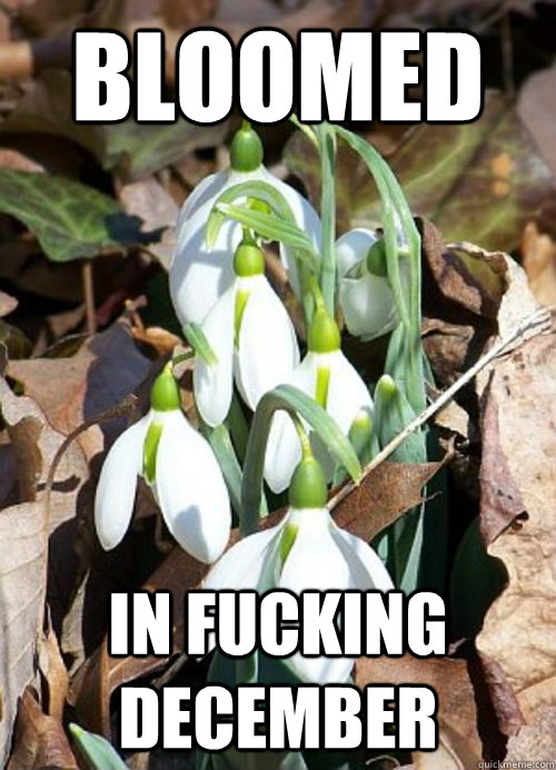 Bloomed In Fucking December  Hipster Spring Flower