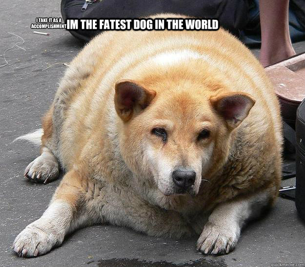                     Im the fatest dog in the world i take it as a 
accomplishment  Fat dog