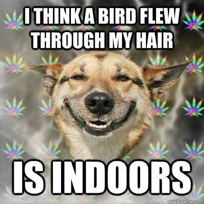 I think a bird flew through my hair Is indoors  Stoner Dog