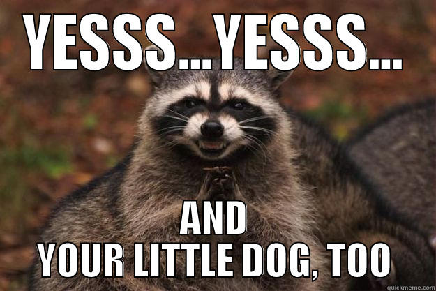 Wicked Witch of the Raccoon West - YESSS...YESSS... AND YOUR LITTLE DOG, TOO Evil Plotting Raccoon