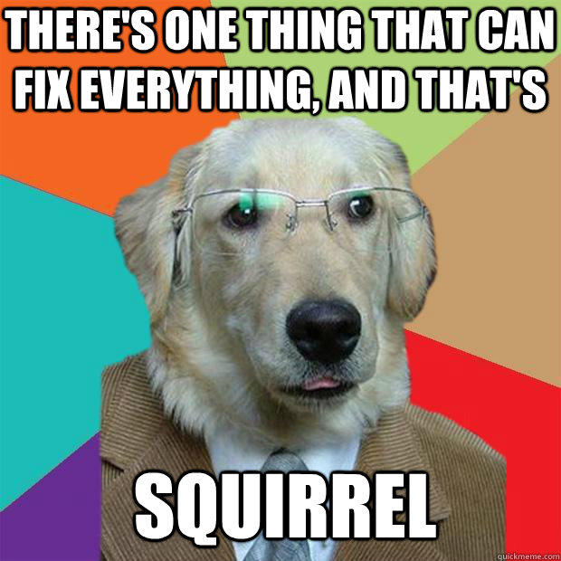 There's one thing that can fix everything, and that's Squirrel - There's one thing that can fix everything, and that's Squirrel  Business Dog