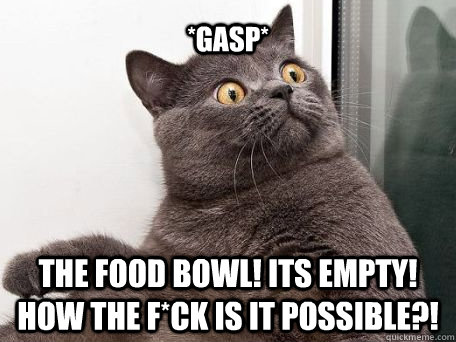 *gasp* the food bowl! its empty! how the F*ck is it possible?! - *gasp* the food bowl! its empty! how the F*ck is it possible?!  conspiracy cat