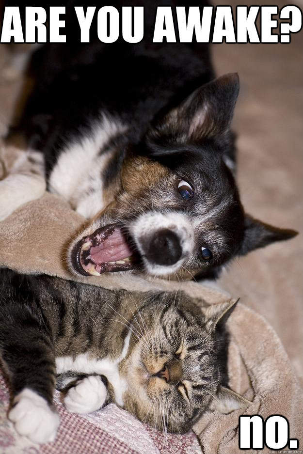 ARE YOU AWAKE? no. - ARE YOU AWAKE? no.  Nap Time