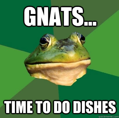 Gnats... time to do dishes  Foul Bachelor Frog