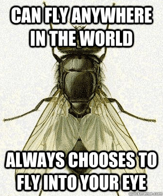 can fly anywhere in the world always chooses to fly into your eye  Fly logic