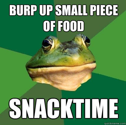 burp up small piece of food snacktime  Foul Bachelor Frog