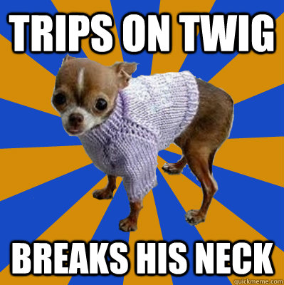 trips on twig breaks his neck  Feeble Chihuahua