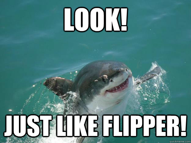 Look! Just like Flipper!  Misunderstood Shark