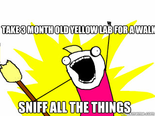 take 3 month old yellow lab for a walk Sniff all the things  All The Things