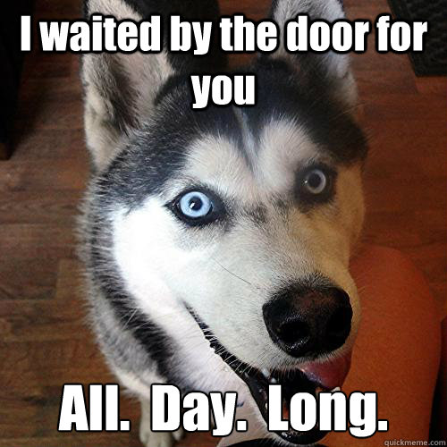 I waited by the door for you All.  Day.  Long.  Overly Attached Dog